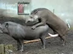 Rare pigs fucking in the stable caught on tape 